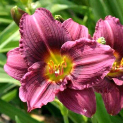 Hemerocallis 'Little Grapette' Hemerocallis 'Little Grapette'