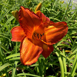 Hemerocallis 'Mauna Loa' Hemerocallis 'Mauna Loa'