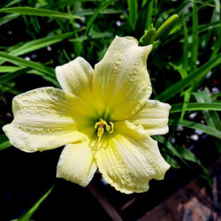 Hemerocallis 'Moments of Truth' Hemerocallis 'Moments of Truth'