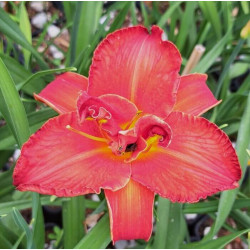 Hemerocallis 'Moses Fire' Hemerocallis 'Moses Fire'