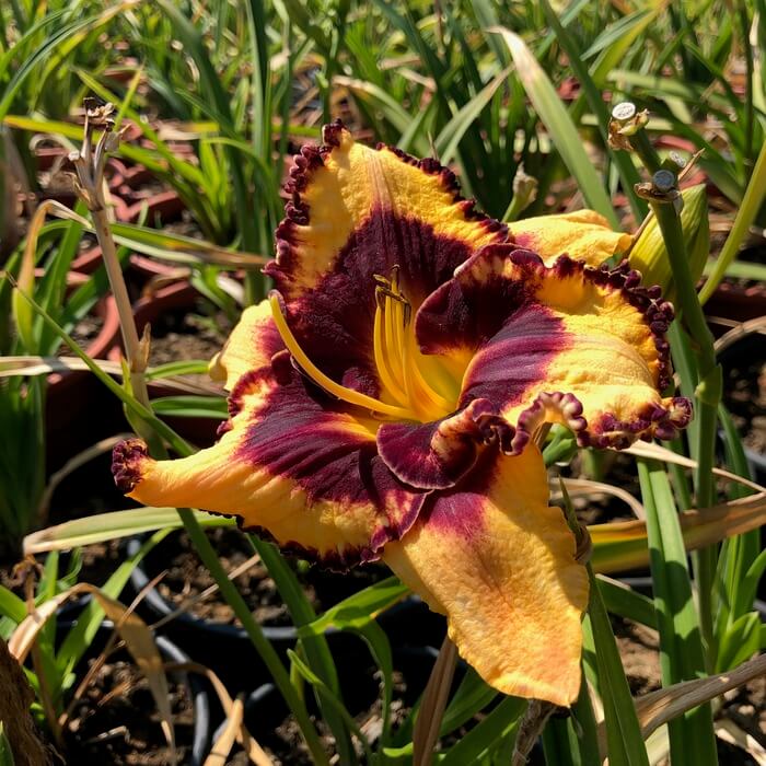 Hemerocallis 'Moussaka'