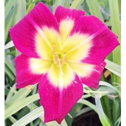 Hemerocallis 'Night Beacon' Hemerocallis 'Night Beacon'