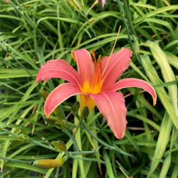 Hemerocallis fulva var. Rosea Hemerocallis fulva var. Rosea