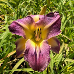 Hemerocallis 'Purple Badger' Hemerocallis 'Purple Badger'