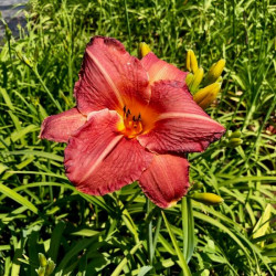 Hemerocallis 'Red Rum' Hemerocallis 'Red Rum'