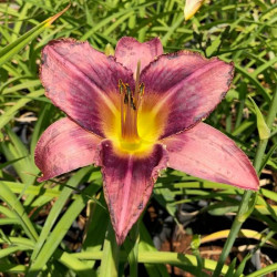 Hemerocallis 'Rhapsody in Time' Hemerocallis 'Rhapsody in Time'