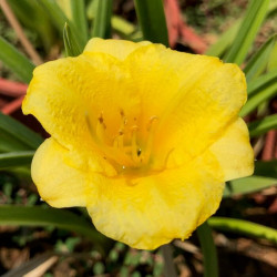 Hemerocallis 'Stella De Oro' Hemerocallis 'Stella De Oro'