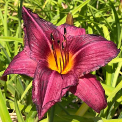 Hemerocallis cultorum 'Stella in Purple'