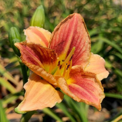 Hemerocallis 'Witch Hazel'
