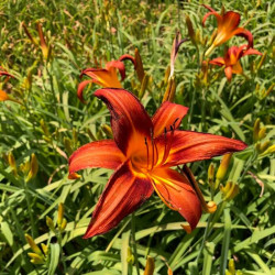 Hemerocallis fulva