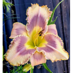 Hemerocallis 'Breeders Mix' Hemerocallis 'Breeders Mix'