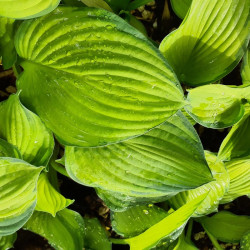 Hosta fortunei 'Gold Standard' Hosta fortunei 'Gold Standard'