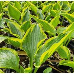 Hosta 'Don Stevens' Hosta 'Don Stevens'