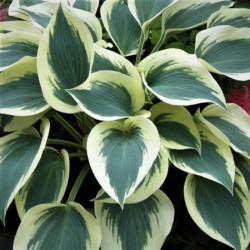 Hosta 'Blue Ivory' Hosta 'Blue Ivory'