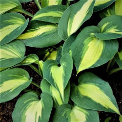 Hosta 'Catherine' Hosta 'Catherine'