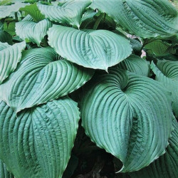 Hosta 'Empress Wu' Hosta 'Empress Wu'