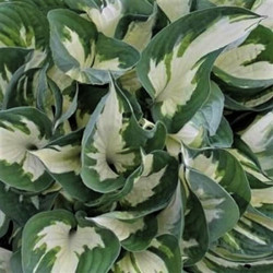 Hosta 'Fire and Ice' Hosta 'Fire and Ice'