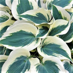 Hosta 'Firn Line' Hosta 'Firn Line'