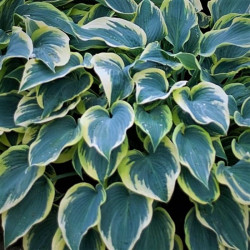 Hosta 'First Frost' Hosta 'First Frost'