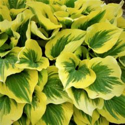 Hosta 'Liberty'