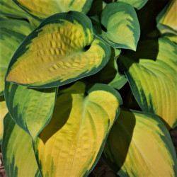 Hosta 'Orange Marmelade'