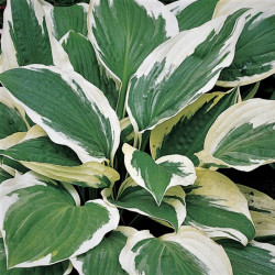 Hosta 'Patriot'
