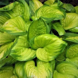 Hosta 'Stained Glass'