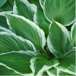 Hosta fortunei 'Antioch' Hosta fortunei 'Antioch'