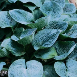 Hosta 'Big Daddy' Hosta 'Big Daddy'