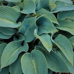 Hosta tardiana 'Halcyon'