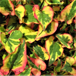 Houttuynia cordata 'Chameleon'