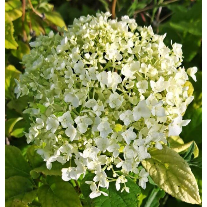 Hydrangea arborescens 'Annabelle'