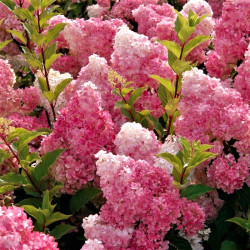 Hydrangea paniculata 'Vanille Fraise' Hydrangea paniculata 'Vanille Fraise'