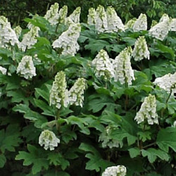 Hydrangea quercifolia 'Alice' Hydrangea quercifolia 'Alice'