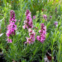 Hyssopus officinalis 'Pink' Hyssopus officinalis 'Pink'
