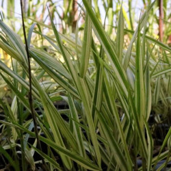 Hakonechloa macra 'Aureola'