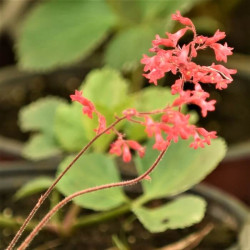 Heuchera sanguinea Heuchera sanguinea
