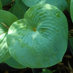 Hosta 'Bressingham Blue' Hosta 'Bressingham Blue'