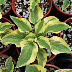 Hosta 'Wide Brim' Hosta 'Wide Brim'