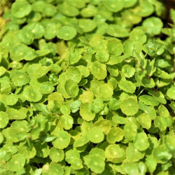 Hydrocotyle leucocephala Hydrocotyle leucocephala