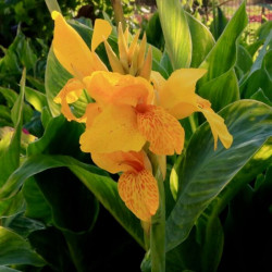 Canna 'Cannova Yellow Flame' Canna 'Cannova Yellow Flame'