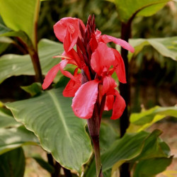 Canna x generalis 'Firebird' Canna x generalis 'Firebird'
