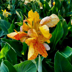 Canna x generalis 'Golden Lucifer' Canna x generalis 'Golden Lucifer'