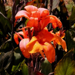 Canna x generalis 'Orange Chocolate' Canna x generalis 'Orange Chocolate'