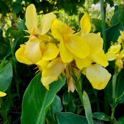 Canna x generalis 'Tropical Yellow' Canna x generalis 'Tropical Yellow'