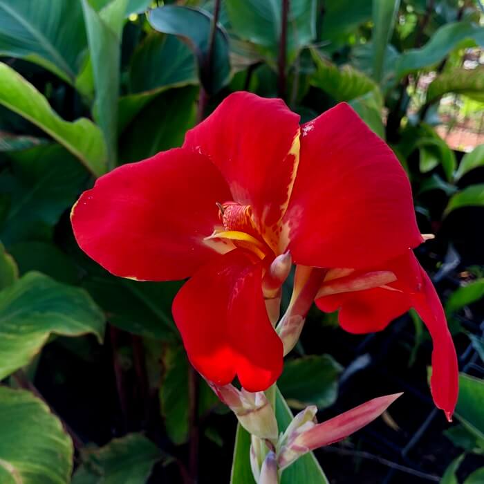 Canna x generalis 'Cannova Red Flame'