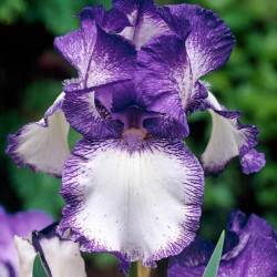 Iris 'Loop the Loop'