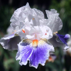 Iris 'American Patriot' Iris 'American Patriot'