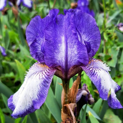 Iris 'Arctic Fancy' Iris 'Arctic Fancy'