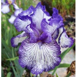 Iris 'Autumn Circus' Iris 'Autumn Circus'